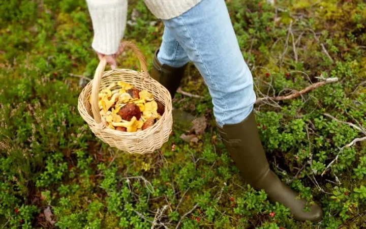 ¿Sabías que este común alimento te llena de energía y vigor para combatir el hastío estival? 43 Merca2.es ¿Cómo mantener correctamente los champiñones?