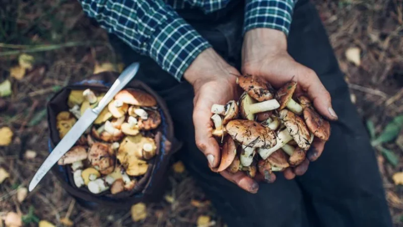 ¿Sabías que este común alimento te llena de energía y vigor para combatir el hastío estival? 46 Merca2.es 3 Ensalada de espinacas, champiñones, aguacate y tocino
