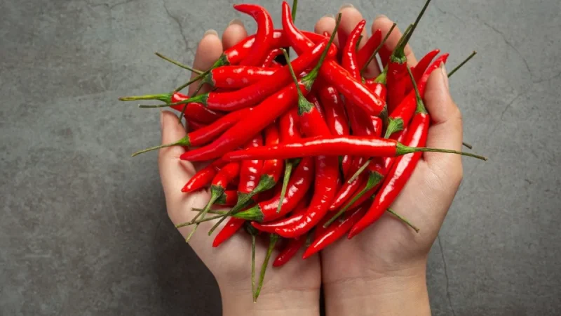 Si te gusta el picante aprovecha y toma estos chiles, te quitarán el apetito y te harán quemar calorías 75 Merca2.es Precauciones básicas antes de lanzarte al “sadomasoquismo culinario”