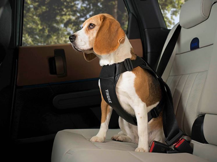 Thule Cappy, el arnés de coche para perros