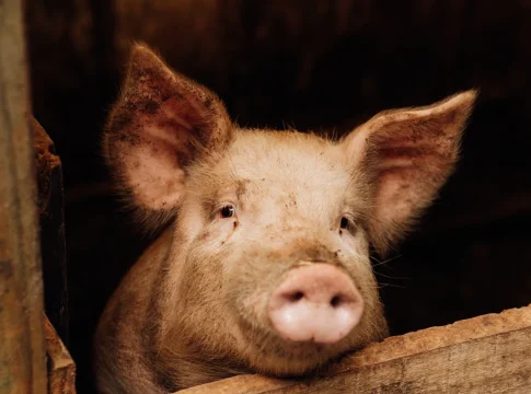 La 'Guerra del Cerdo': el día que EEUU y Reino Unido casi entran en guerra por un cerdo muerto en una isla La 'Guerra del Cerdo': el día que EEUU y Reino Unido casi entran en guerra por un cerdo muerto en una isla