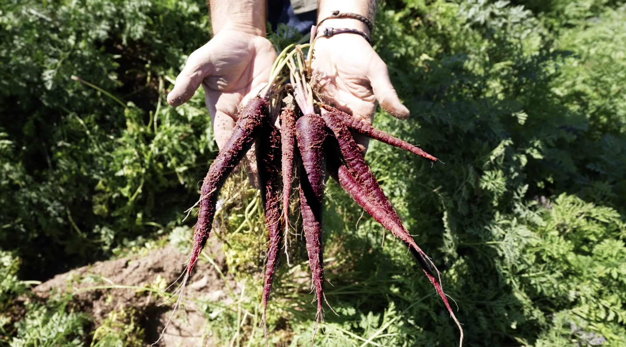 MuñozVal lanza en Fruit Attraction la zanahoria morada con estudio del CSIC que avala su poder antioxidante 1 Merca2.es Zanahoria morada Merca2.es
