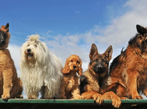 Karina Pondreta (31), adiestradora canina, desvela: Karina Pondreta (31), adiestradora canina, desvela: