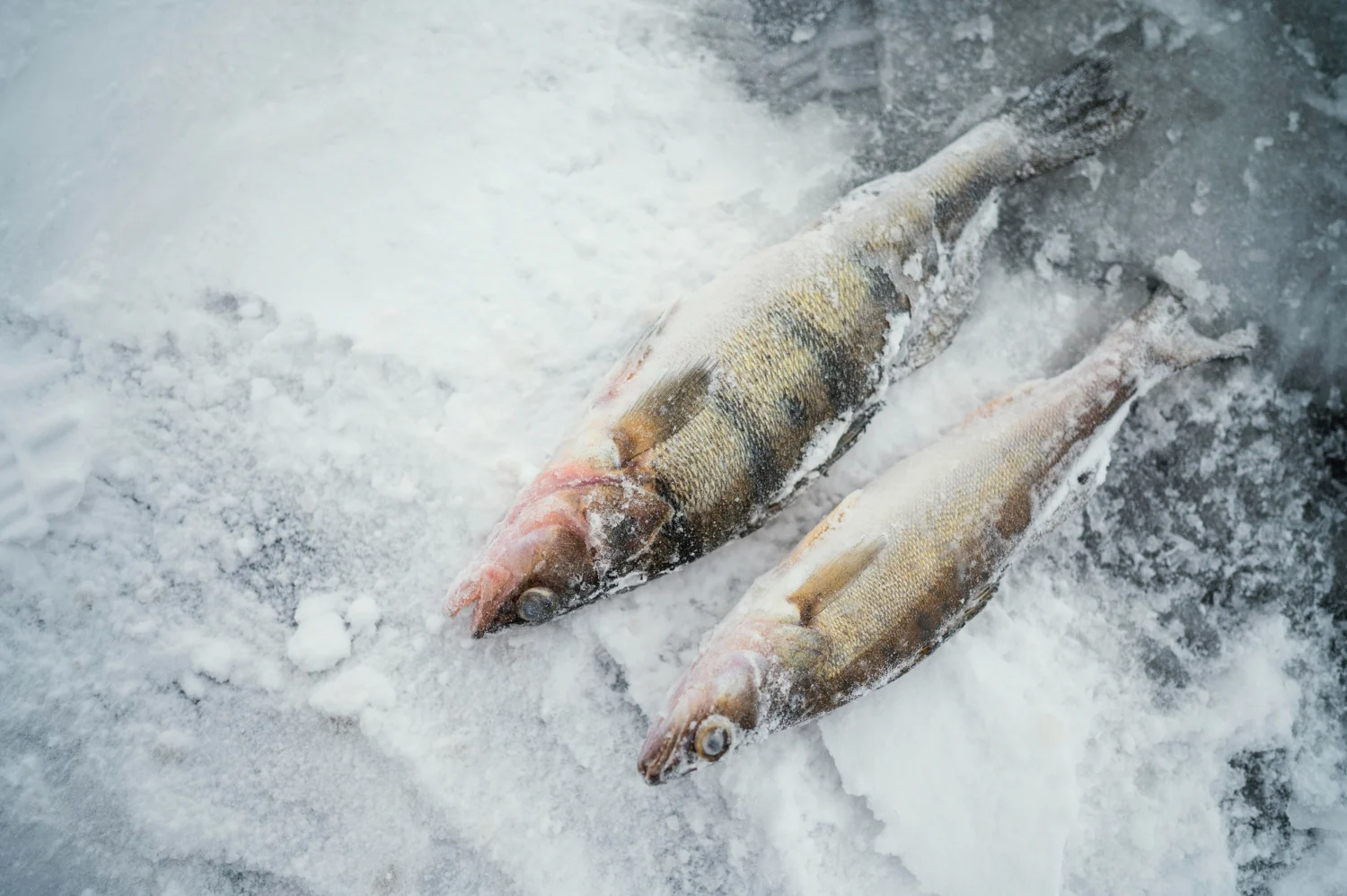 “Meter el pescado crudo en el congelador sin limpiar la tripa es la receta perfecta para una intoxicación”, Clara Aguado (41), y una alerta a la hora de comprar pescado 2 Merca2.es Incluso con un producto de primera calidad, una mala gestión en los primeros minutos en casa puede arruinarlo todo y convertir una delicia en un peligro. Fuente: Freepik