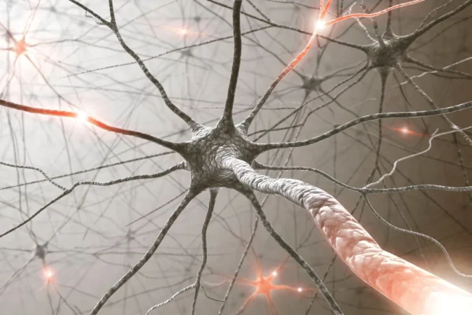 El músculo que determina cuánto vas a vivir (y no es el corazón) 3 Merca2.es Coherencia vital Merca2.es