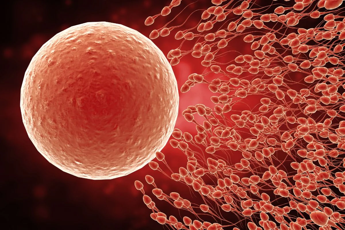 Fertilidad y vocación médica