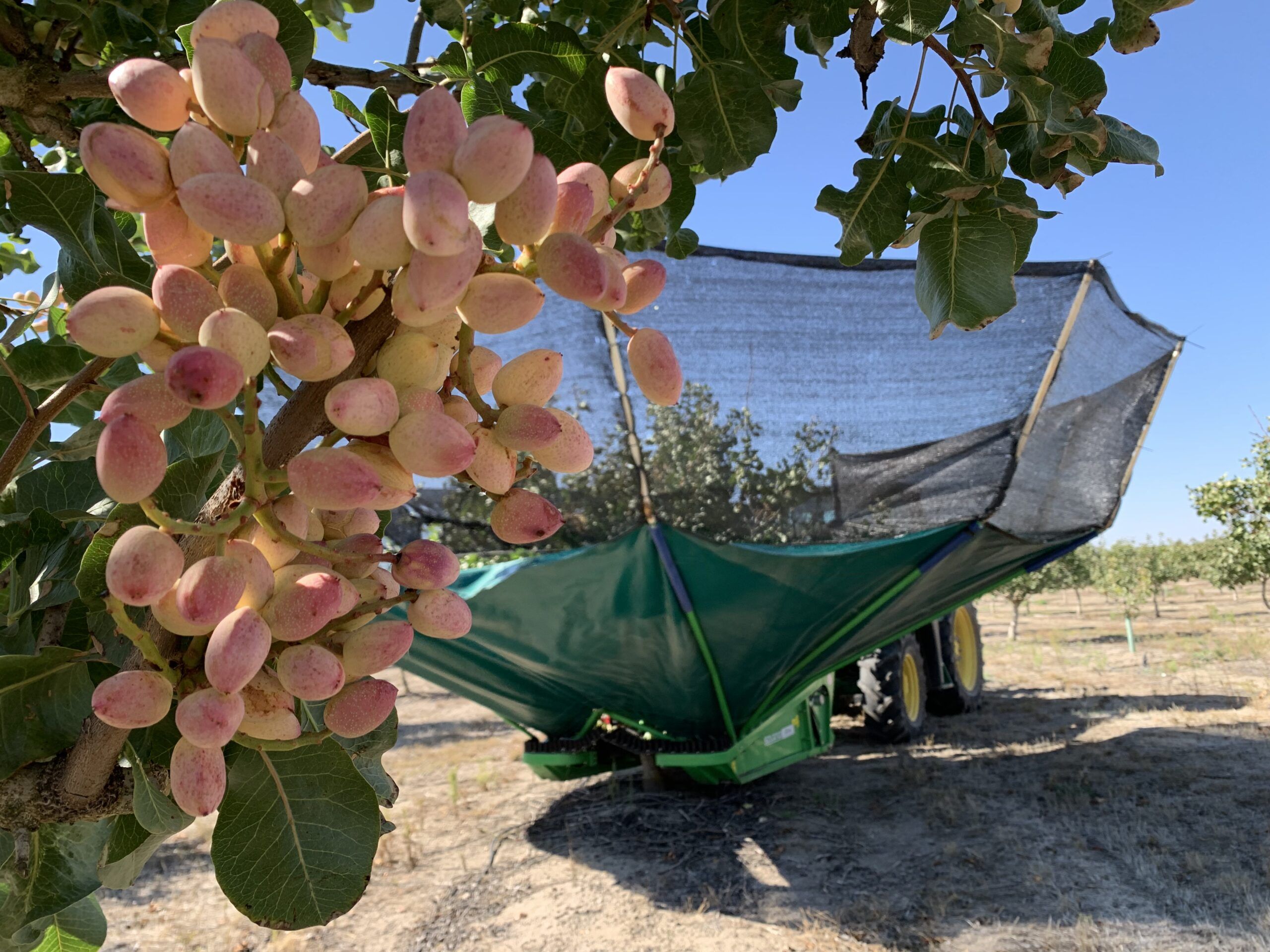 Grupo Pistacyl prevé quintuplicar el volumen de pistacho recogido en Castilla y León en una excelente campaña 2025 1 Merca2.es Foto campana pistacho Pistacyl 2025 scaled 1 Merca2.es