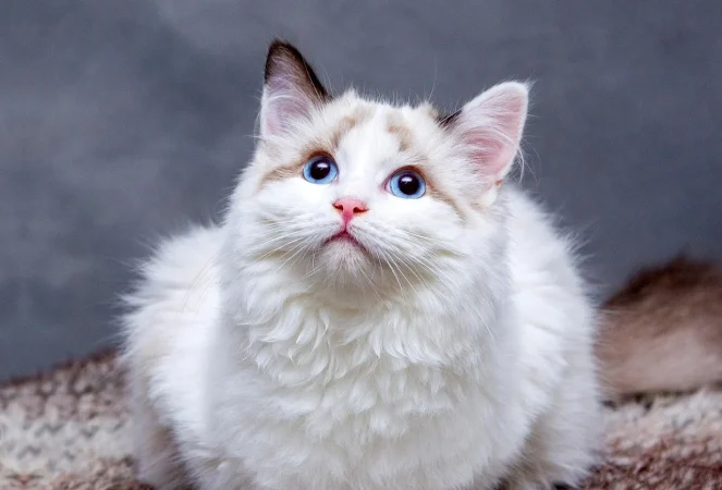 La tecnologia para mascotas sigue creciendo Merca2.es