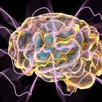 María Llorens-Martin (44 años), neurobióloga: «Hoy sabemos que se crean nuevas neuronas continuamente en nuestros cerebros, un proceso conocido como neurogénesis»