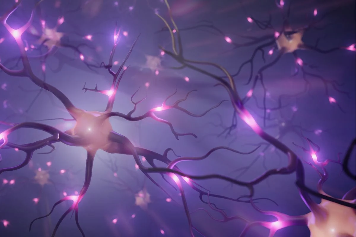 Neuronas nuevas cada día