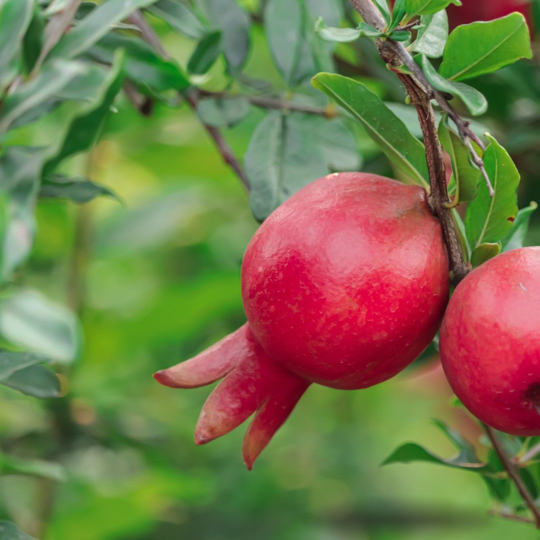 España produce más de 79.000 toneladas de granada, fruta con punicalagina aliada para la astenia otoñal 1 Merca2.es granada Merca2.es