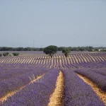 El secreto mejor guardado de Guadalajara: un mar de lavanda y calles de postal a menos de 90 minutos de la capital