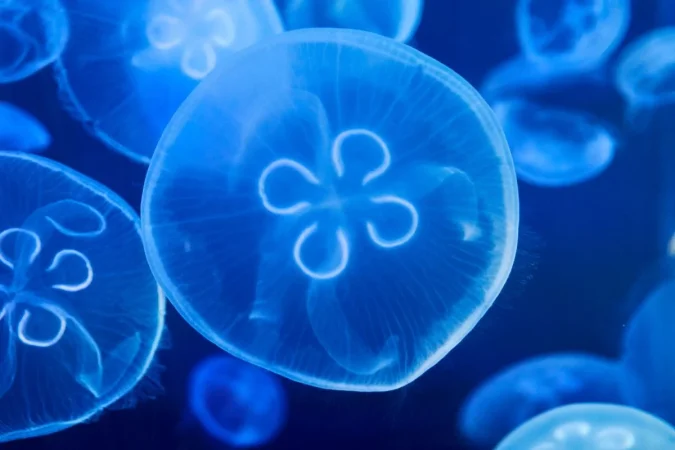 Dr. Alejandro Junger (61), cardiólogo y experto en desintoxicación: “La especie humana nunca se había enfrentado a tanta toxicidad como ahora” 2 Merca2.es Detox25 Merca2.es