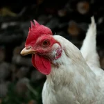 Dr. José Antonio Cisneros, médico: “Este es el primer caso documentado en el mundo de infección humana por la variante H5N de la gripe aviar”