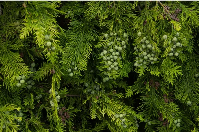 Paulina Ortiz, nutricionista: "La microbiota responde a tus emociones, a lo que comes y hasta a cómo duermes 3 Merca2.es plantas458 Merca2.es