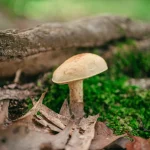 Javier Alonso (67), gastroenterólogo, advierte: «Se parece a una seta comestible, pero te destruye el hígado en 48 horas»