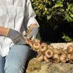 La Abuela Carmen reinventa el trenzado ancestral con su ajo negro