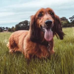 3 razas de perros adorables que pueden convertir tu piso en un problema de olor constante