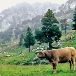 Dormir en Benasque y esquiar en Cerler: el plan perfecto del enero pirenaico