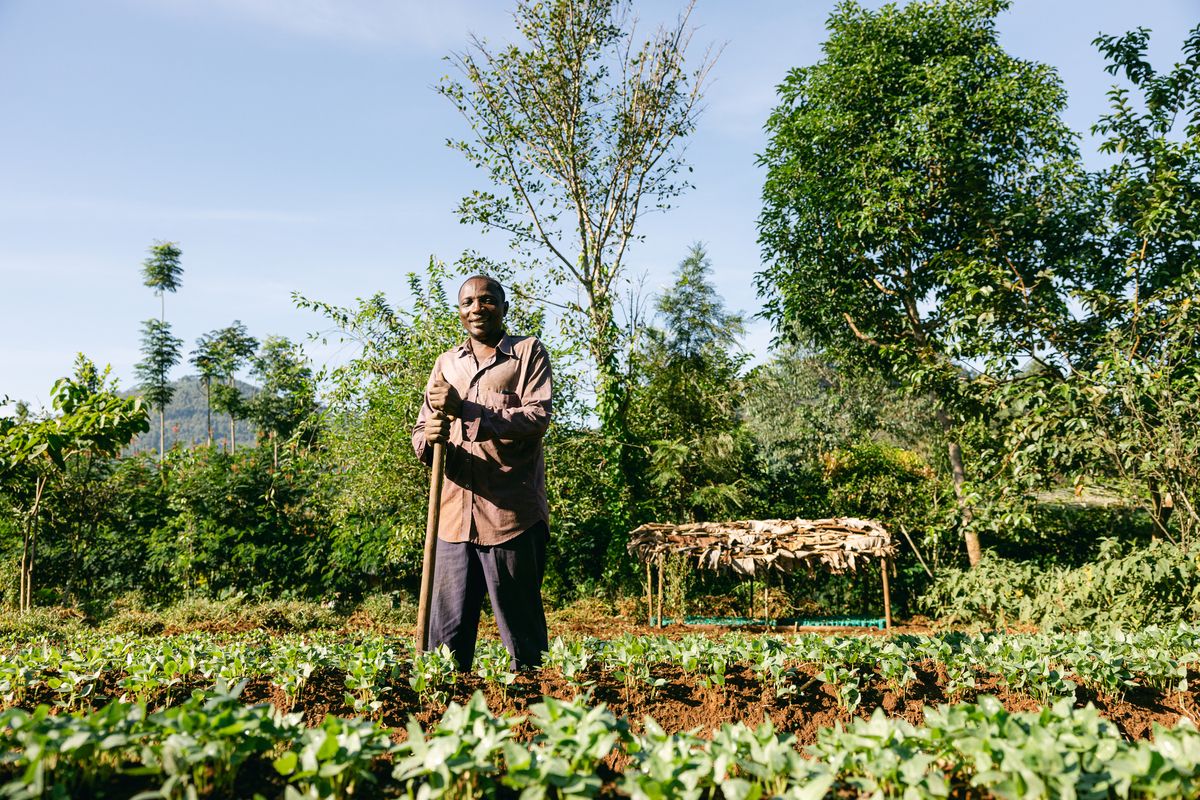Smoking Paper contribuye a la plantación de 245.922 árboles