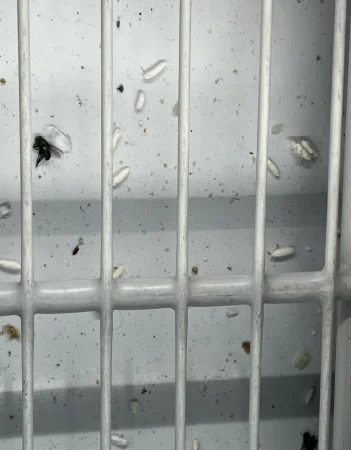 La higiene se tambalea en Aldi: clientes alertan de insectos en neveras y Sanidad podría imponer multas de hasta 600.000 euros 2 Merca2.es Aldi insectos