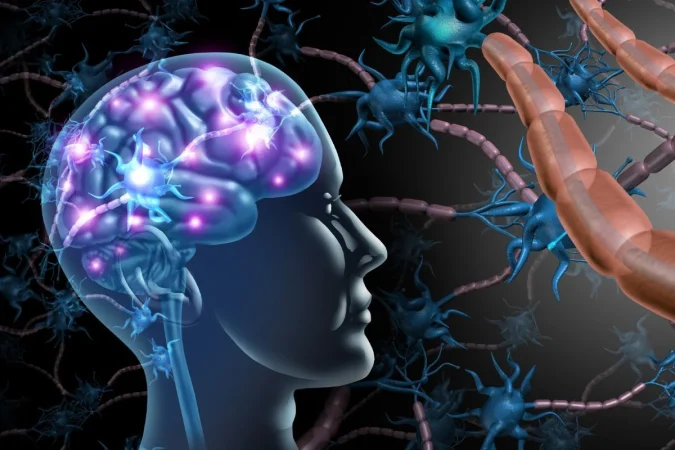 el cerebro desarrolla154 Merca2.es