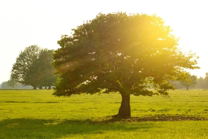 Los 4 pilares de la longevidad: la estrategia más simple (y más ignorada) para vivir más y mejor 2 Merca2.es longevidad241i Merca2.es