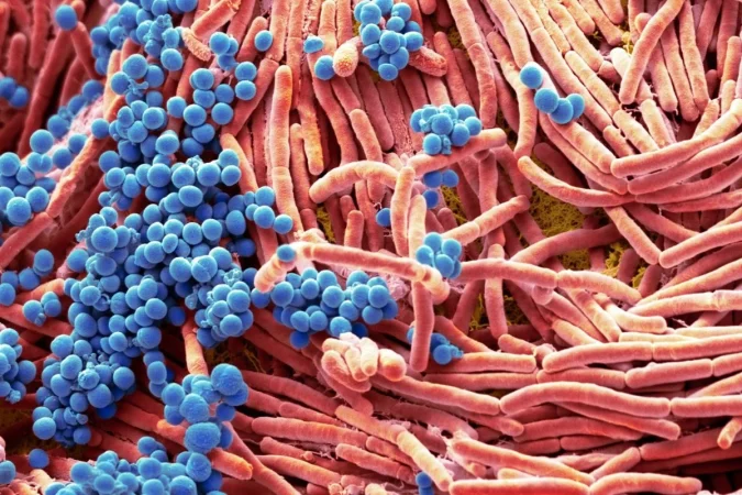 Hinchazón crónica: la señal silenciosa de que tu microbiota está pidiendo ayuda 4 Merca2.es microbiota254 Merca2.es