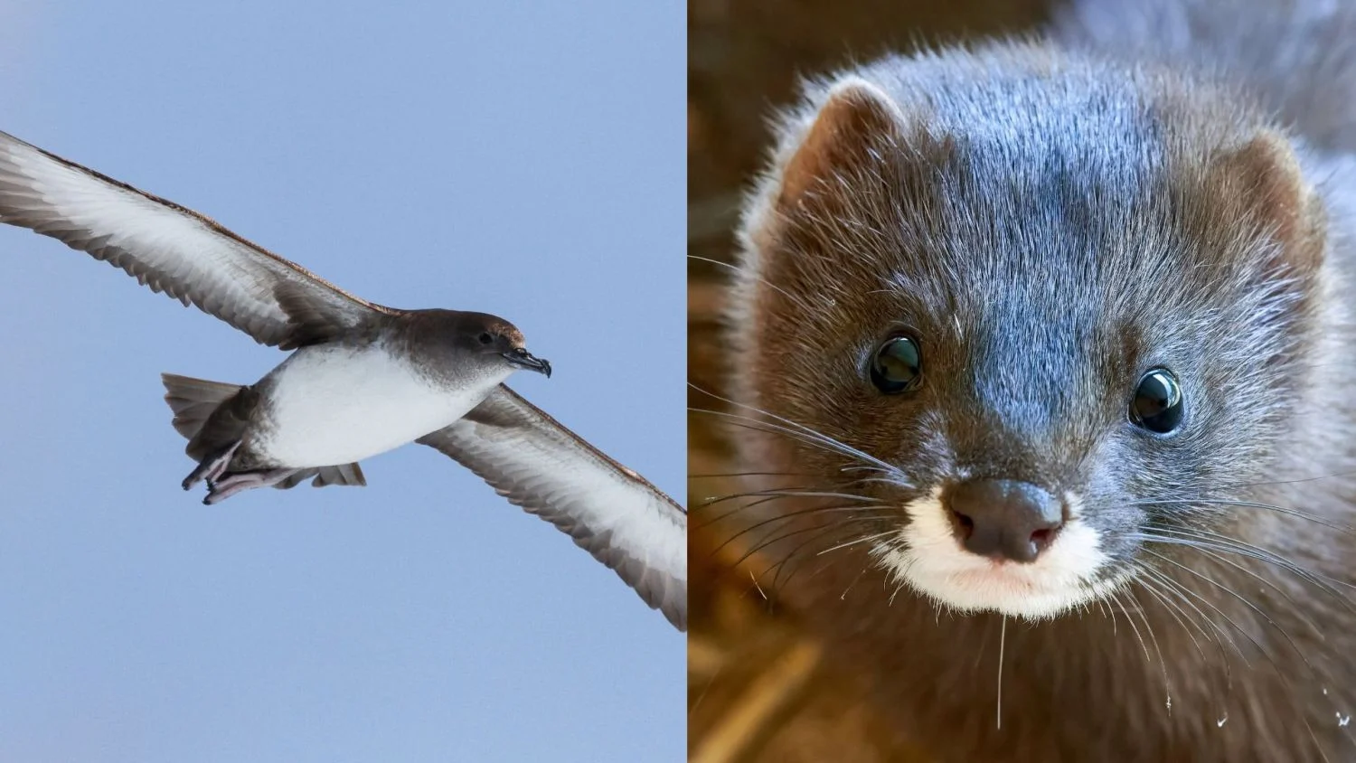 Pardela balear y visón europeo.