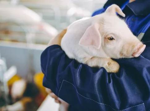 explotaciones porcinas