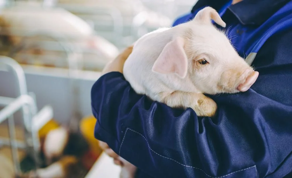 explotaciones porcinas