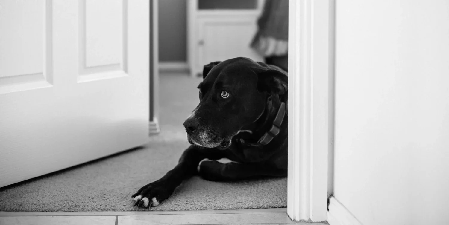 El hito médico de marzo 2026: Cómo la IA consiguió diseñar una vacuna personalizada que frenó un tumor terminal en una perra