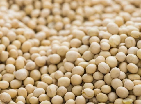 Ni carne ni batidos: La legumbre con más proteína que un huevo que hoy cuida tu piel y previene las manchas en el verano Ni carne ni batidos: La legumbre con más proteína que un huevo que hoy cuida tu piel y previene las manchas en el verano