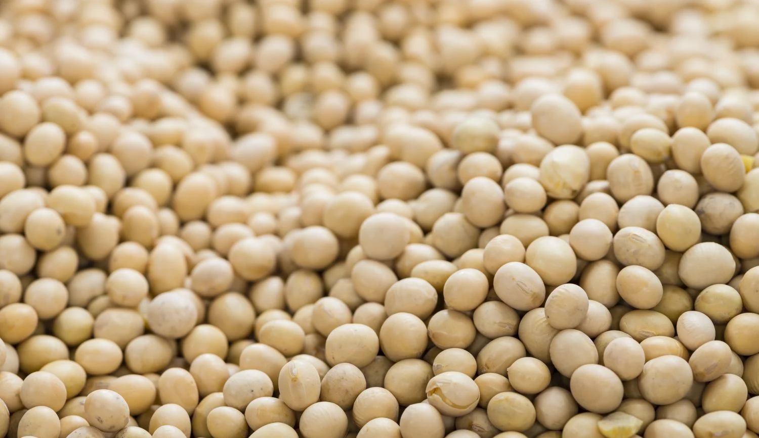 Ni carne ni batidos: La legumbre con más proteína que un huevo que hoy cuida tu piel y previene las manchas en el verano Ni carne ni batidos: La legumbre con más proteína que un huevo que hoy cuida tu piel y previene las manchas en el verano