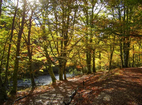 Hayedo_Montejo Madrid Por qué debes reservar ya si quieres entrar al impresionante bosque de hayas más bonito (y protegido) de la Comunidad de Madrid