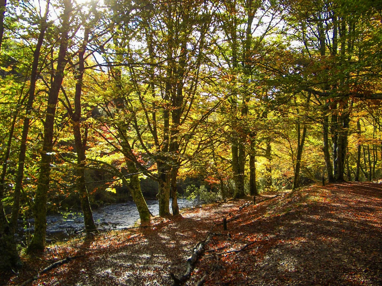 Por qué debes reservar ya si quieres entrar al impresionante bosque de hayas más bonito (y protegido) de la Comunidad de Madrid