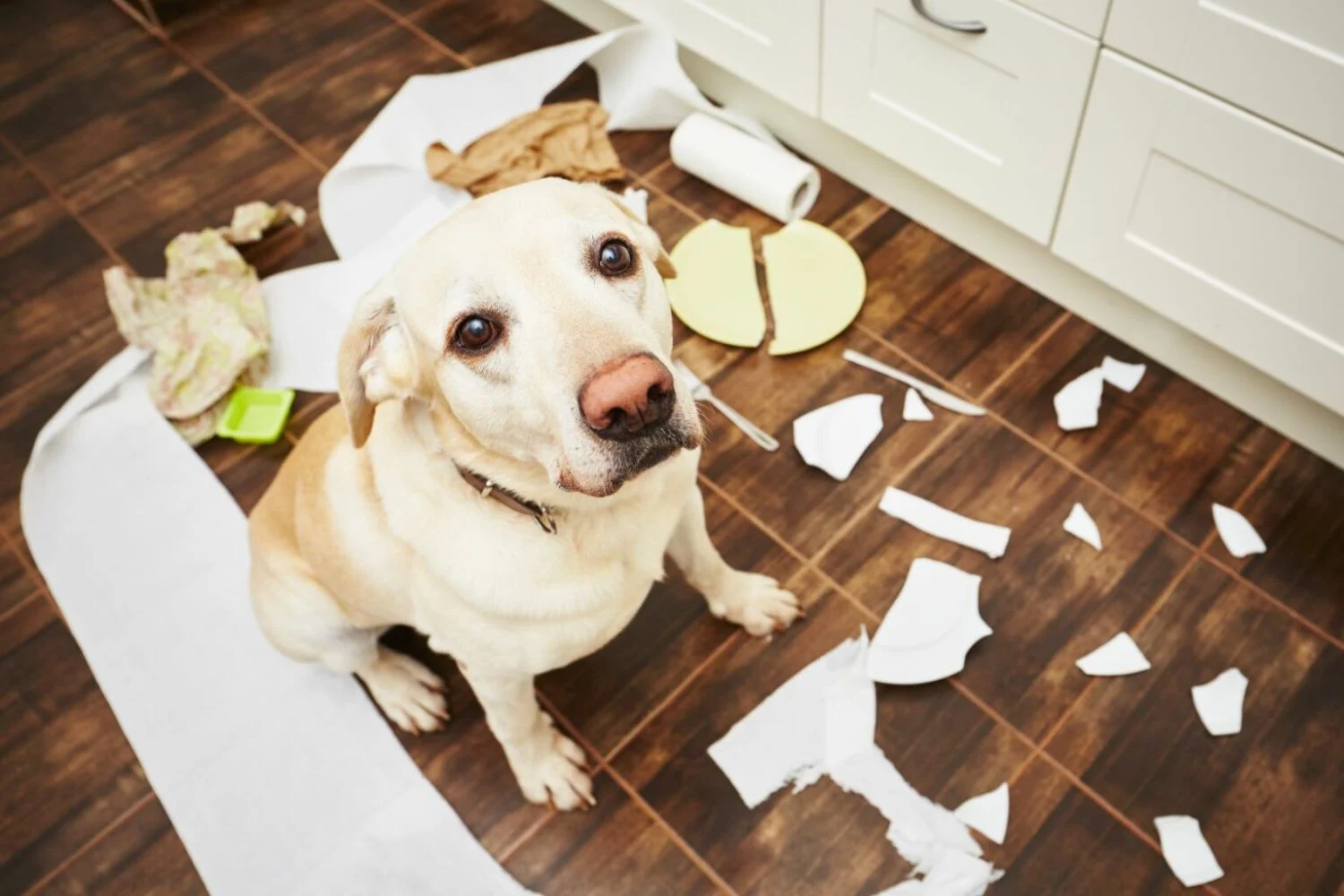 Prohibir mascotas en un alquiler: la normativa que inquilinos y caseros deben conocer