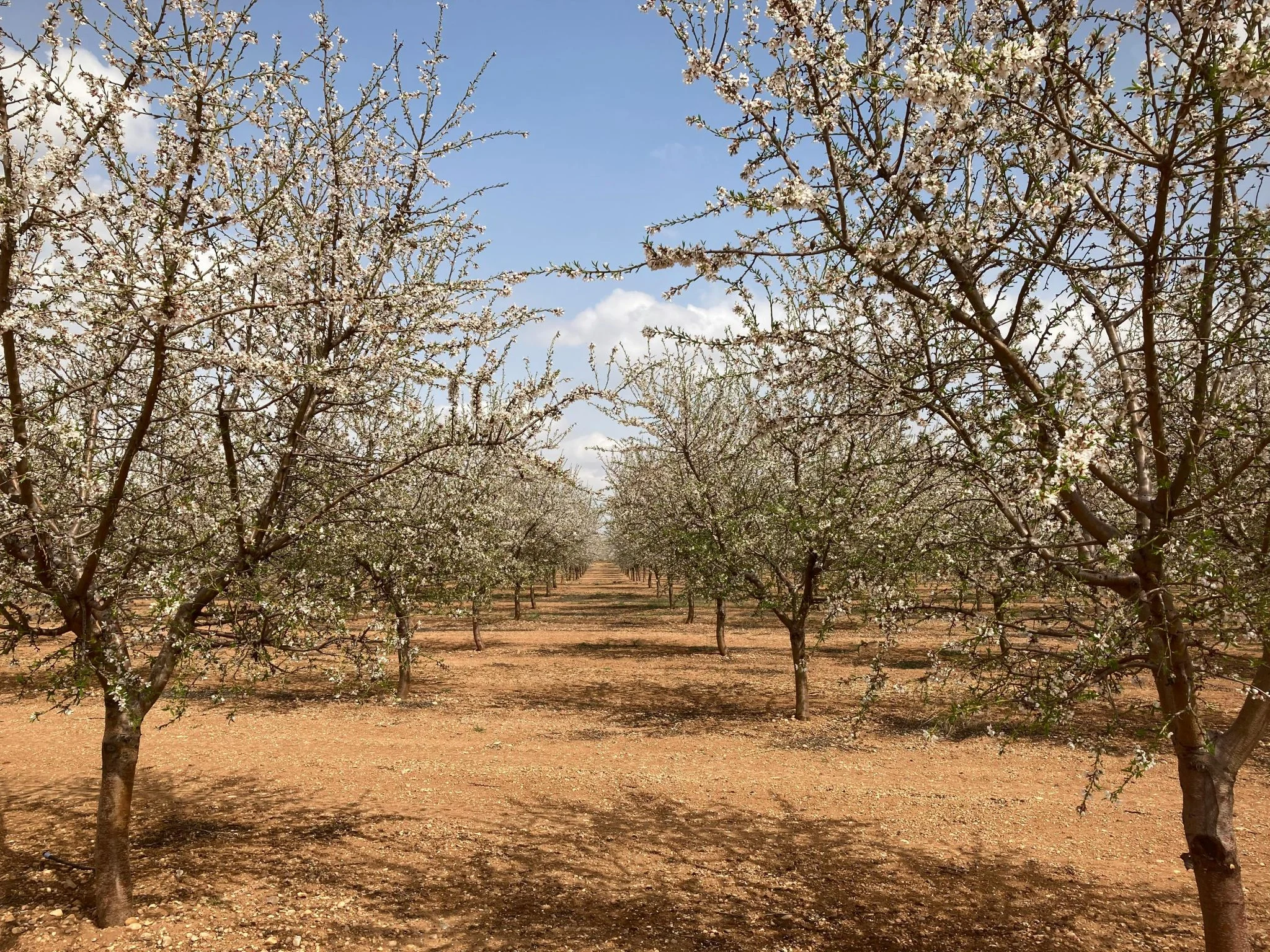 pistacho rentabilidad agricultor