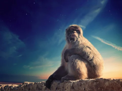 bored-ape-comeback-nfts-2026-portada bored ape comeback