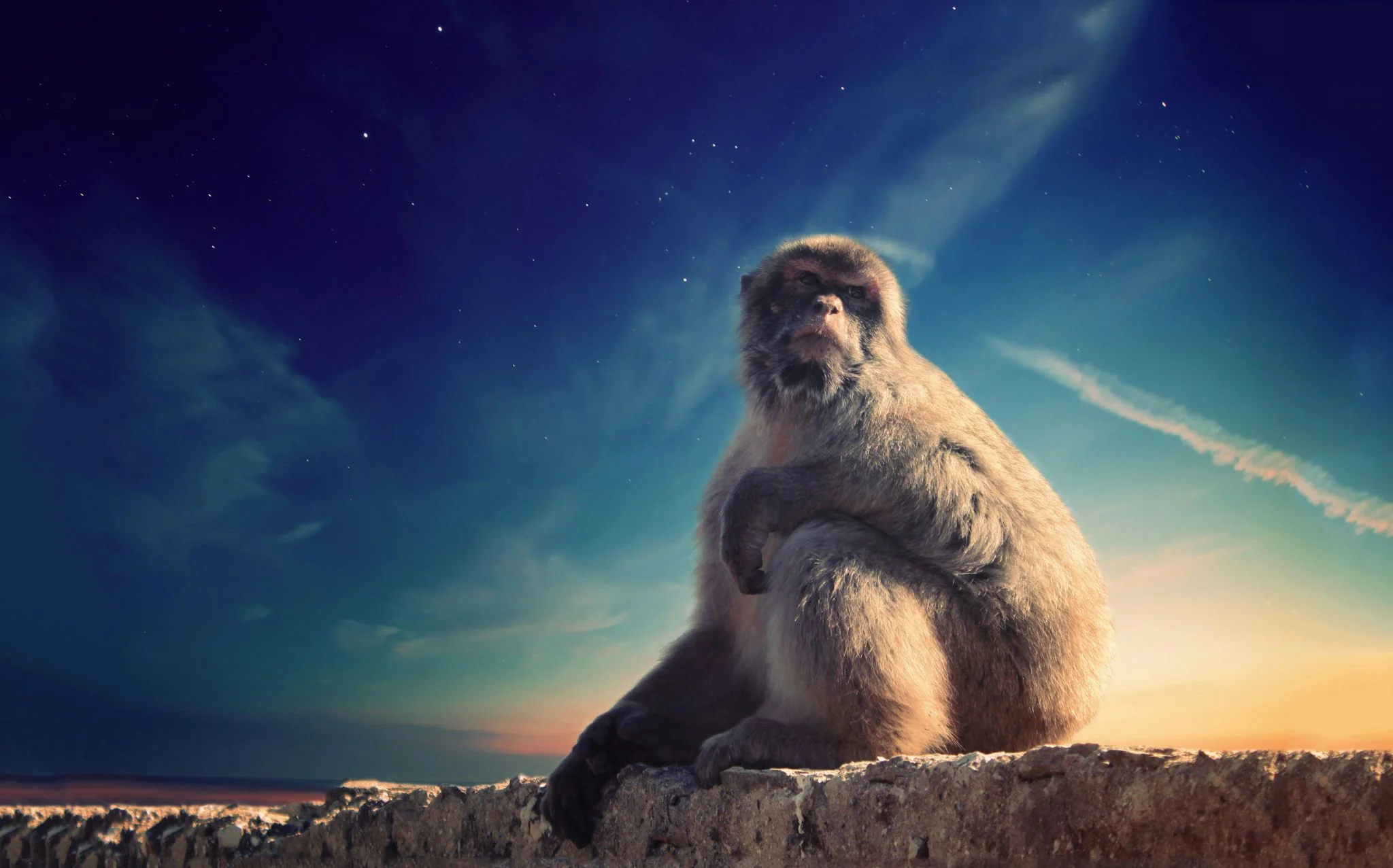 bored ape comeback
