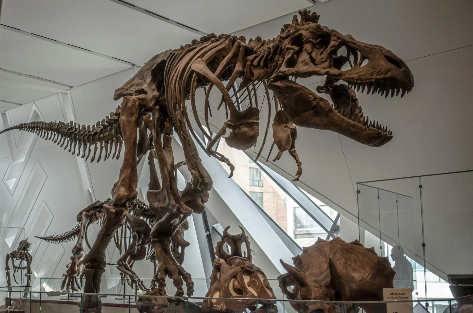 subasta-dinosaurio-record-gus-tyrannosaurus-rex-1 Tyrannosaurus rex