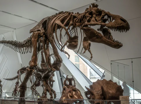 subasta-dinosaurio-record-gus-tyrannosaurus-rex-1 Tyrannosaurus rex