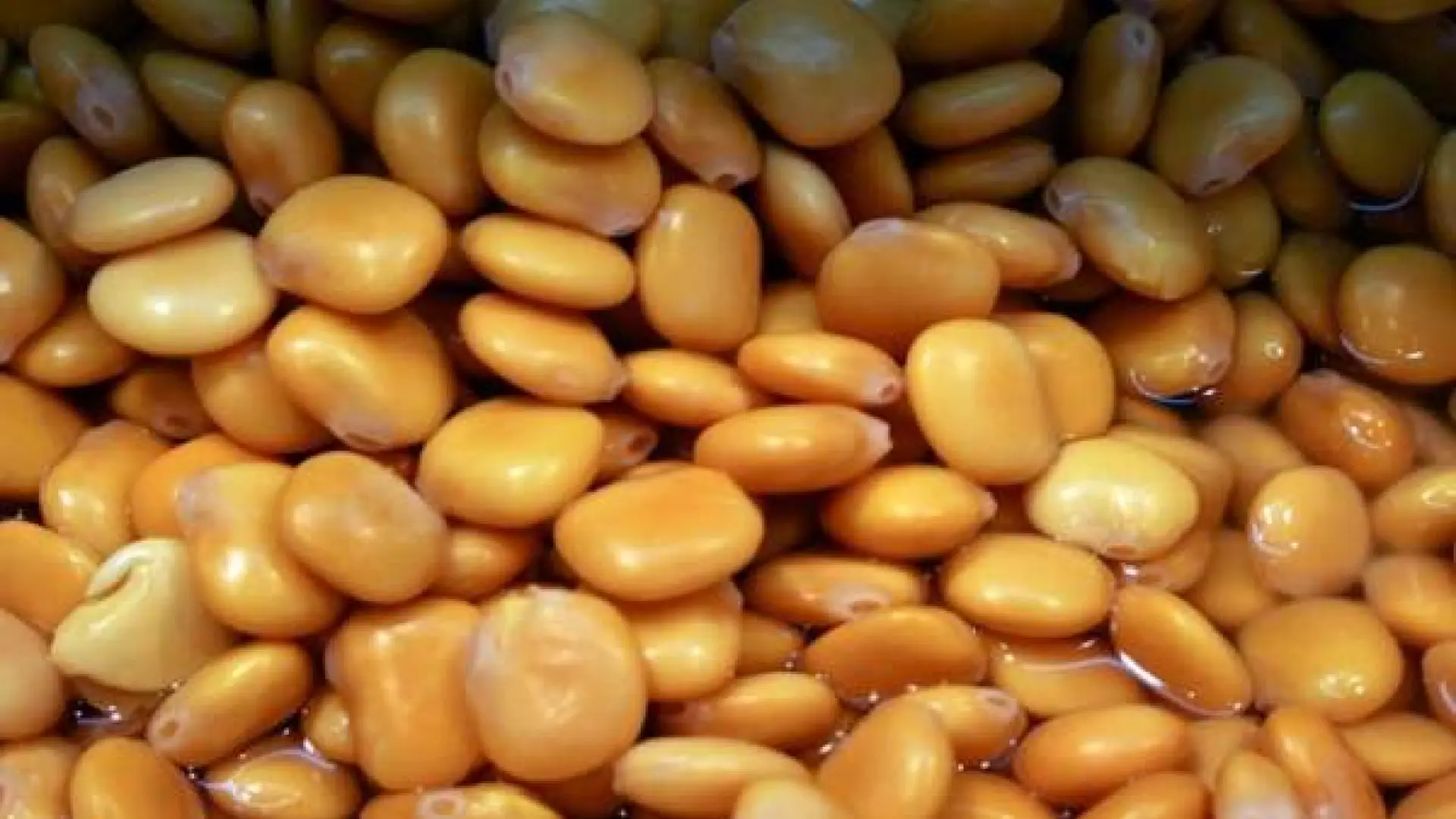 altramuz
