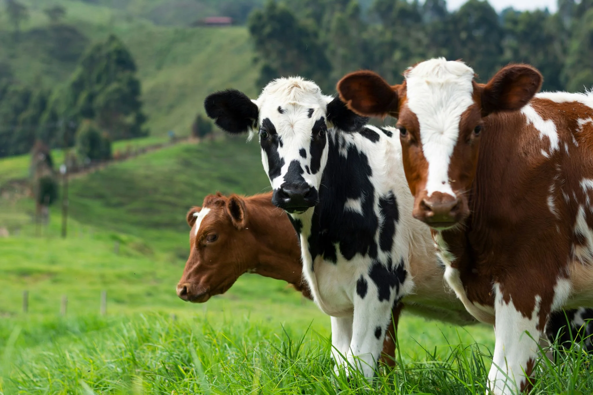 Bebidas vegetales vs leche de vaca: ¿cuál es mejor para tu rendimiento deportivo? 1 Merca2 leche para deportistas