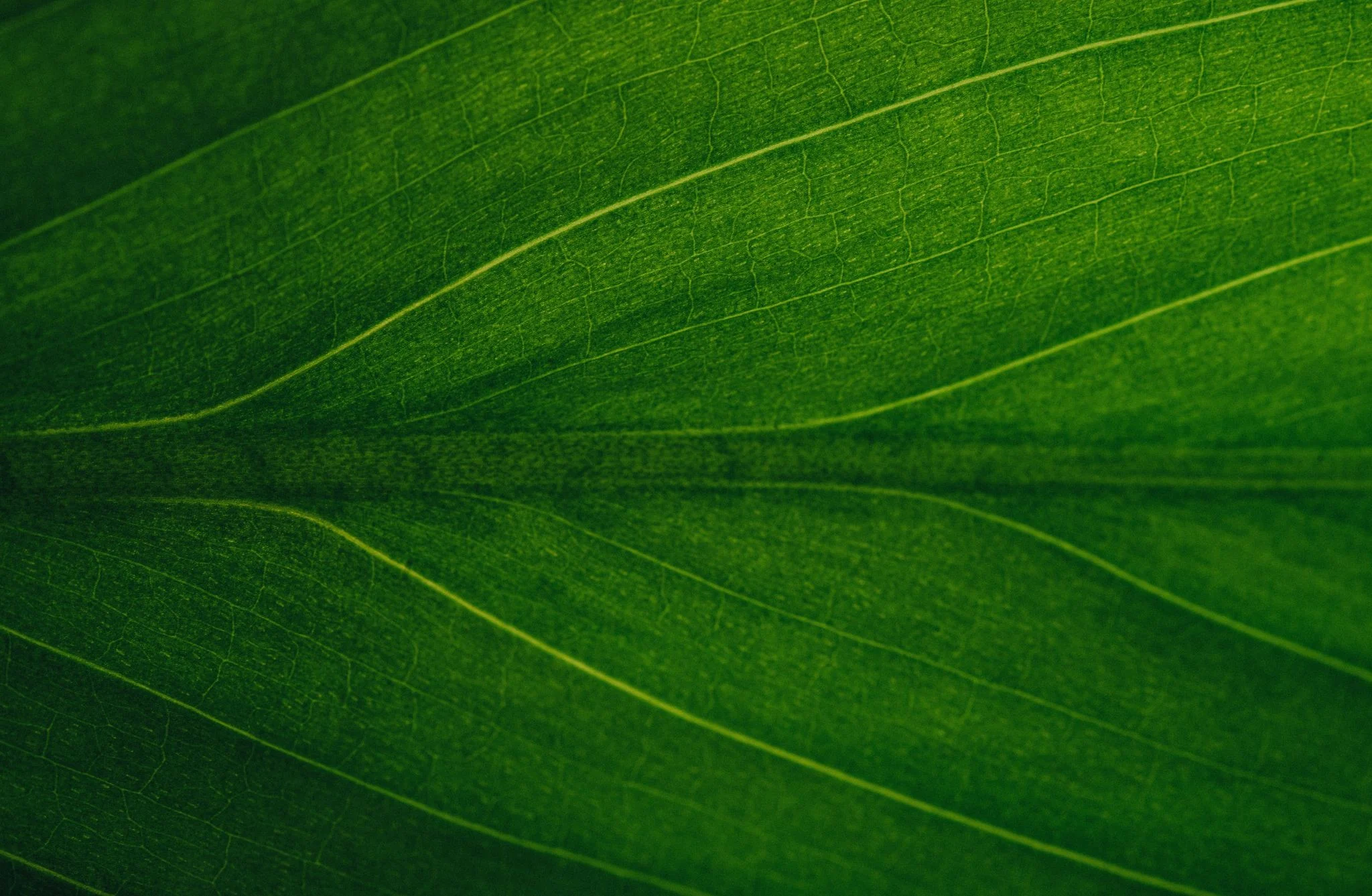 Vitamina E en suplementos y cosmética: el compuesto X57 triplica su concentración en plantas sin modificar genéticamente 1 Merca2 vitamina E cosmética