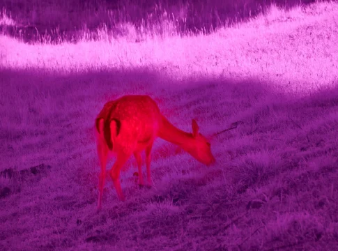 csic-sistema-alerta-calor-extremo-fauna-portada sistema alerta calor extremo fauna