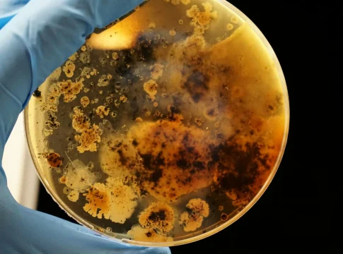 enzima-clorometano-bacteria-de-biorremediacion-1 biorremediación