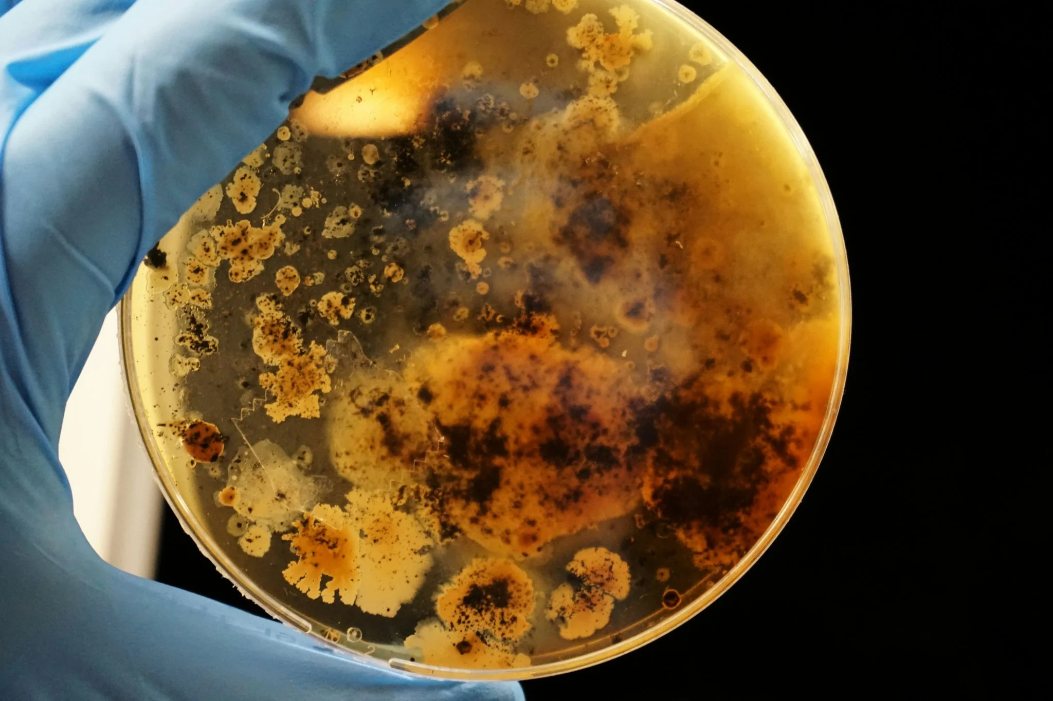 Descubren enzima clorometano bacteria: neutraliza un gas tóxico destructor de la capa de ozono 1 Merca2 biorremediación