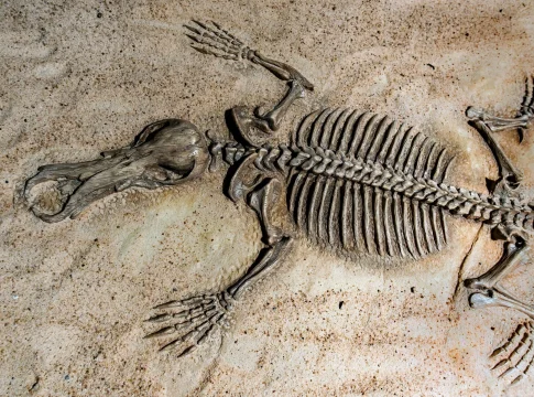 fosiles-cocodrilos-reescriben-evolucion-portada evolución tetrápodos fósiles