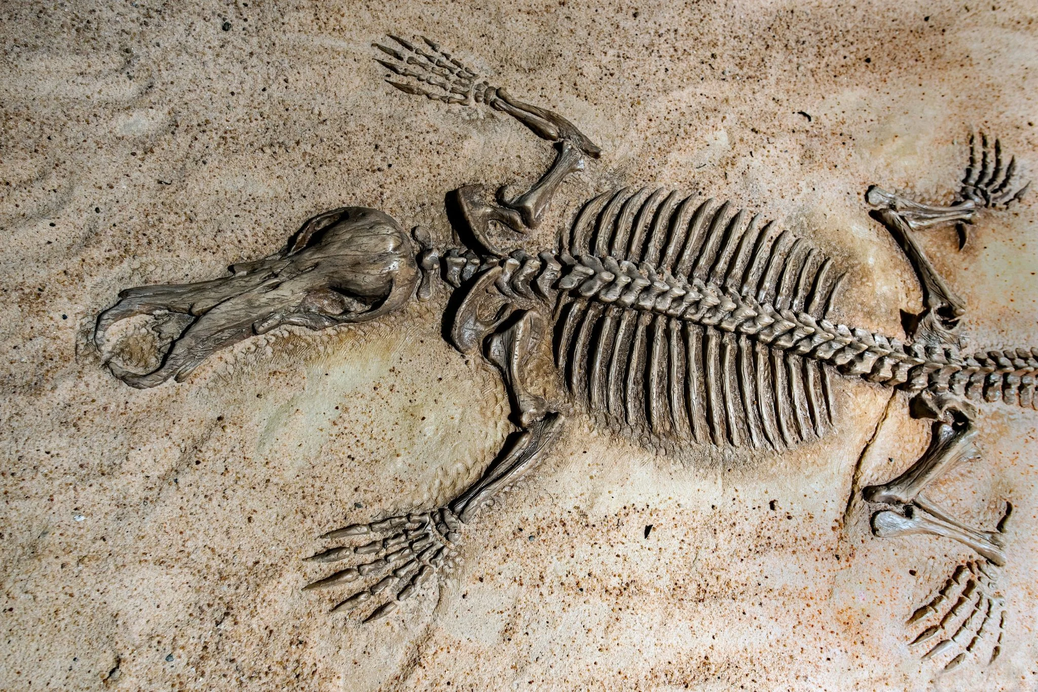 Los fósiles de crías de cocodrilos en Science obligan a reescribir la evolución de los tetrápodos 1 Merca2 cocodrilos prehistóricos
